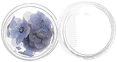 Kopida Natural Forget-Me-Not Dried Flowers Blue and White