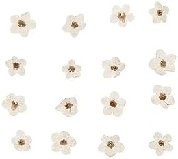 Kopida Natural Forget-Me-Not Dried Flowers Blue and White