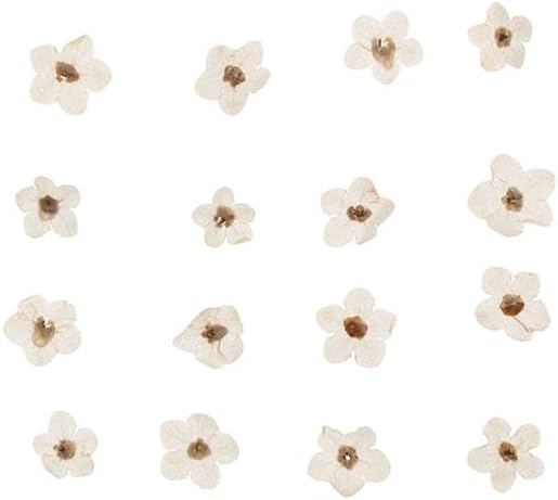 Kopida Natural Forget-Me-Not Dried Flowers Blue and White