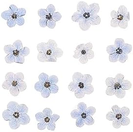 Kopida Natural Forget-Me-Not Dried Flowers Blue and White