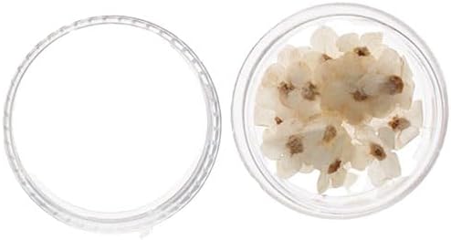 Kopida Natural Forget-Me-Not Dried Flowers Blue and White