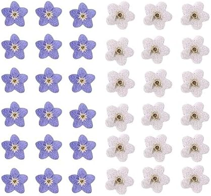 Kopida Natural Forget-Me-Not Dried Flowers Blue and White