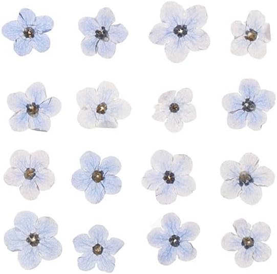 Kopida Natural Forget-Me-Not Dried Flowers Blue and White