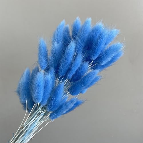 60PCS Blue Dried Bunny Tail Grass for Home Decor