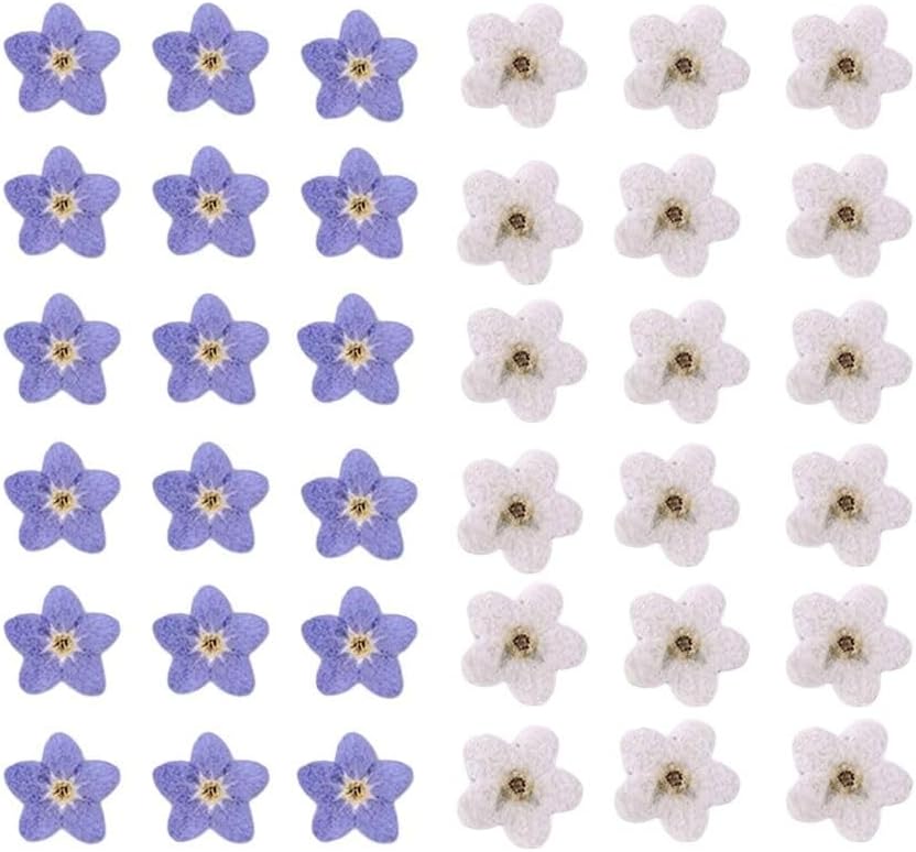 Kopida Natural Forget-Me-Not Dried Flowers Blue and White