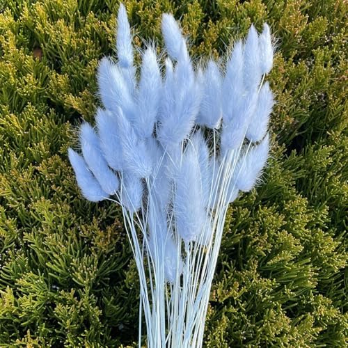 120 Pcs Blue Bunny Tails Dried Flowers Decor