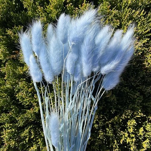 120 Pcs Blue Bunny Tails Dried Flowers Decor