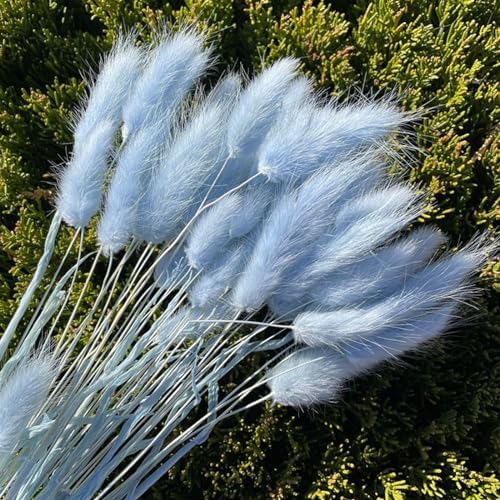 120 Pcs Blue Bunny Tails Dried Flowers Decor
