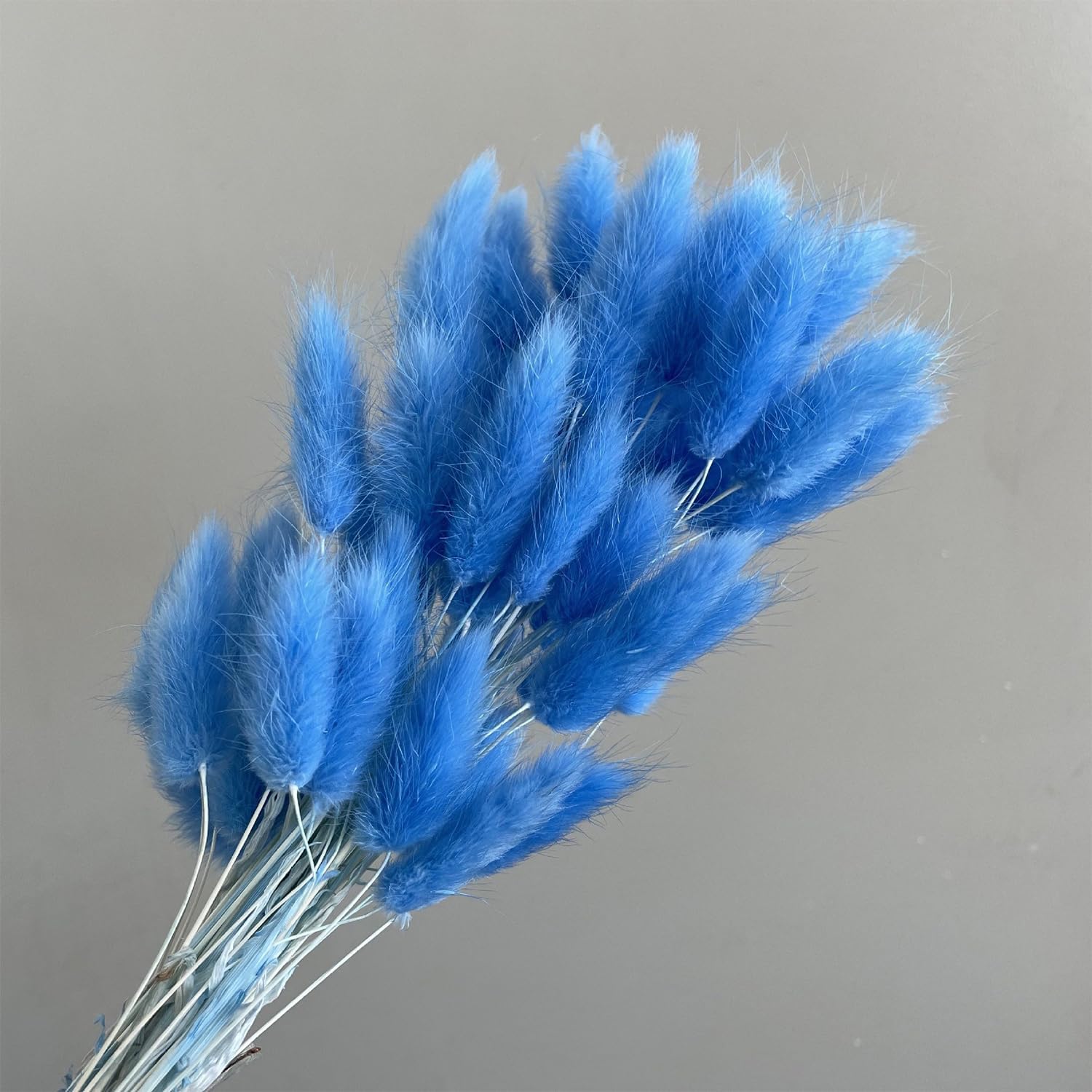 60PCS Blue Dried Bunny Tail Grass for Home Decor