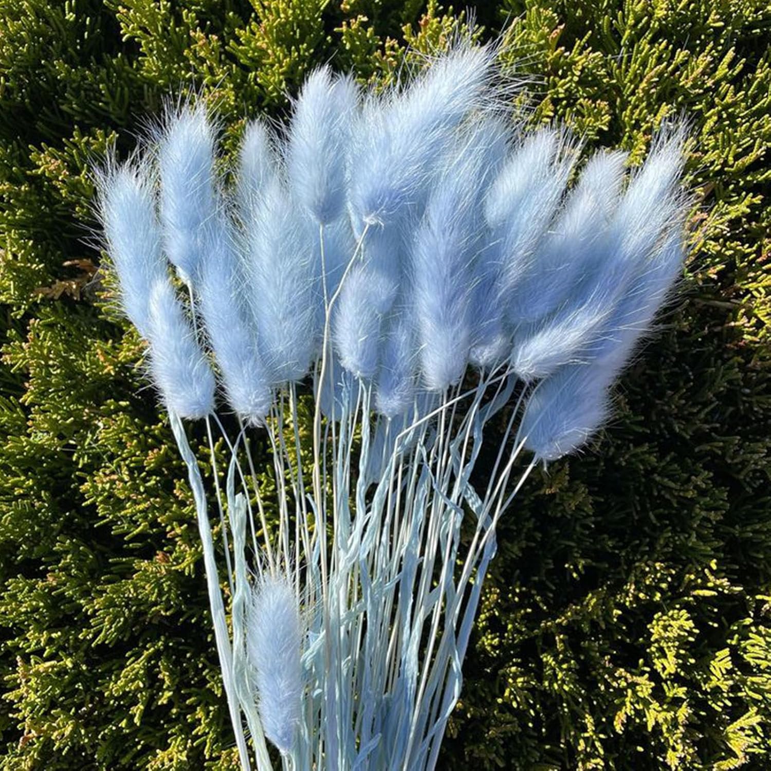 120 Pcs Blue Bunny Tails Dried Flowers Decor