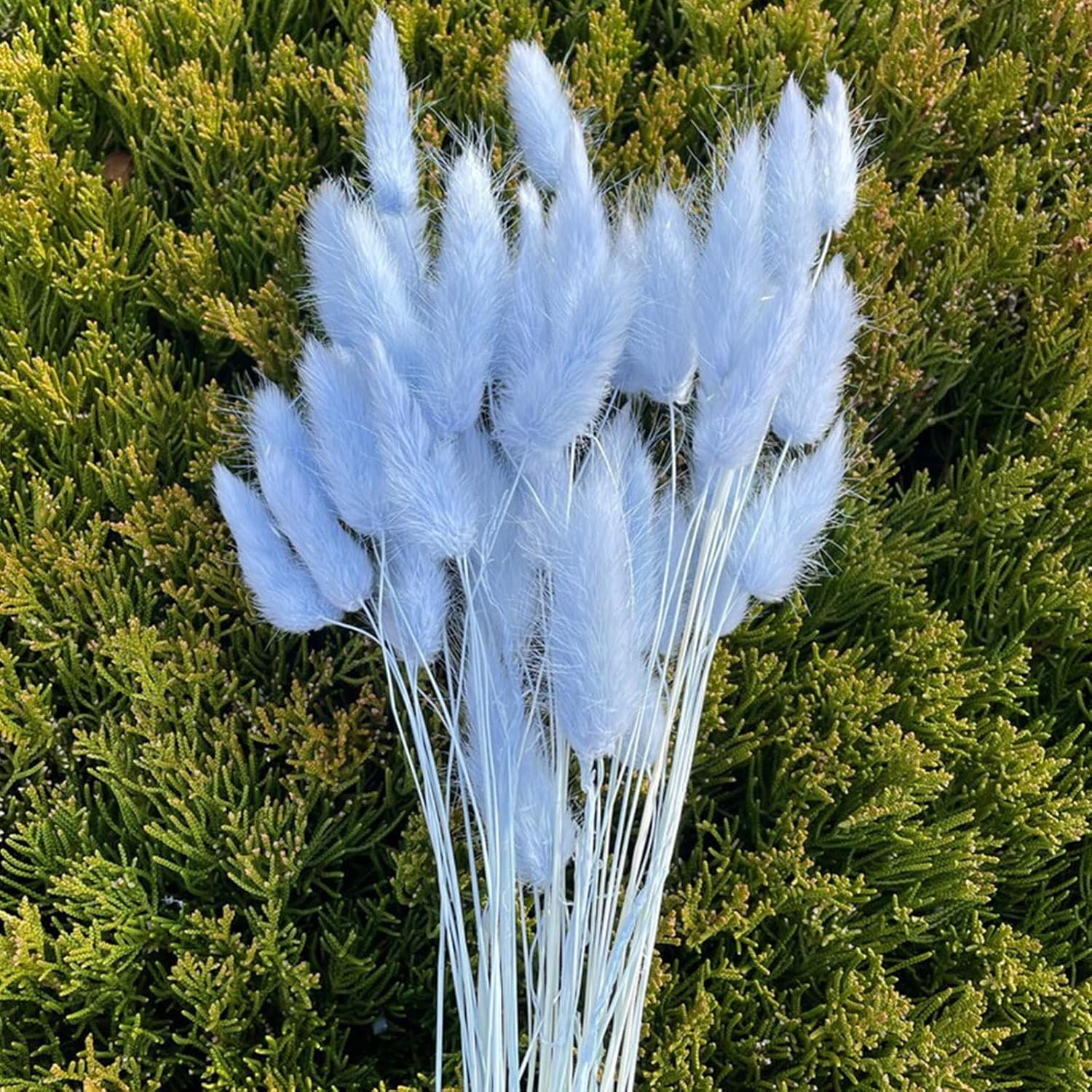120 Pcs Blue Bunny Tails Dried Flowers Decor
